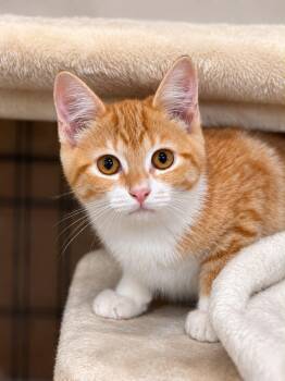 Luke -  Domestic Short Hair Cat for Adoption in Rixeyville, Virginia - Luke | PetCurious