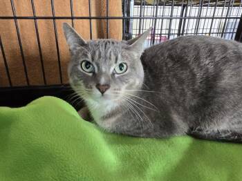 Daisy -  Domestic Short Hair Cat for Adoption in Southbury, Connecticut - Daisy | PetCurious