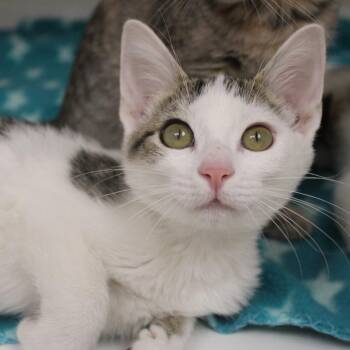 Ruby -  Domestic Short Hair Cat for Adoption in Champaign, Illinois - Ruby | PetCurious