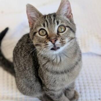 Domestic Short Hair and Tabby Cats Available for Adoption - Joker Morley-Steve | PetCurious