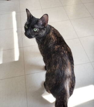 Rescue Domestic Short Hair and Tortoiseshell Cats for Adoption in Traverse City, Michigan - Izzy | PetCurious