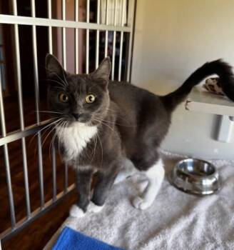 Rescue Domestic Short Hair Cats for Adoption in Hutchinson, Minnesota - Jordyn | PetCurious