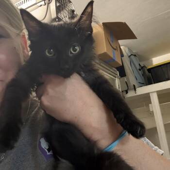 Sherlock -  Domestic Medium Hair Cat for Adoption in Lehigh Acres, Florida - Sherlock | PetCurious
