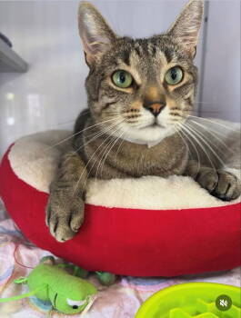 Rescue Tabby Cats for Adoption in Milwaukee, Wisconsin - Squishy | PetCurious