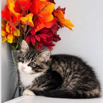 Yoshi -  Domestic Long Hair Cat for Adoption in Syosset, New York - Yoshi | PetCurious