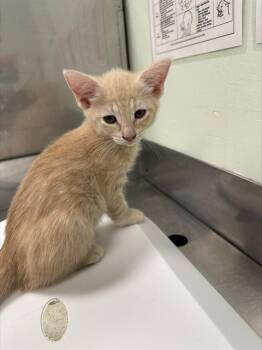 QUICHE* -  Domestic Short Hair Cat for Adoption in Santa Cruz, California - QUICHE* | PetCurious