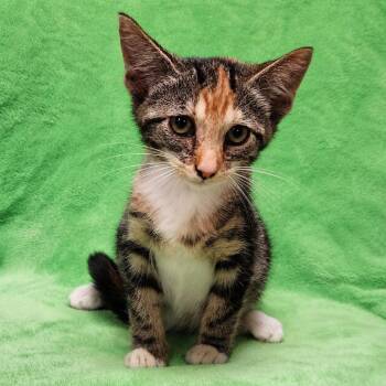 Cassandra -  Domestic Short Hair Cat for Adoption in Brighton, Missouri - Cassandra | PetCurious