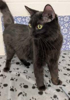 Domestic Short Hair Cats Available for Adoption - Hydra | PetCurious