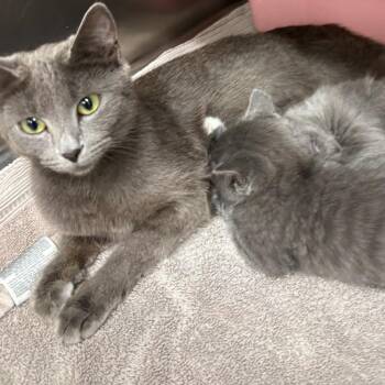 Milay -  Russian Blue Cat for Adoption in Kent, Washington - Milay | PetCurious