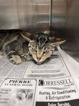 Domestic Short Hair Cats Available for Adoption in Hopkinsville, Kentucky - Jean | PetCurious