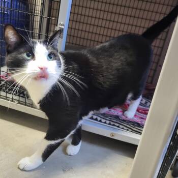 Rescue Domestic Short Hair Cats for Adoption in Chilton, Wisconsin - Oreo | PetCurious