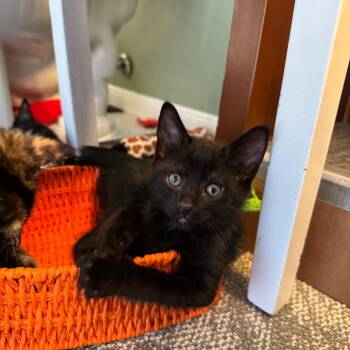 Lucas -  Domestic Short Hair Cat for Adoption in Houston, Texas - Lucas | PetCurious