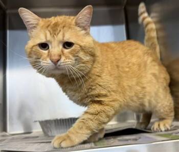 Domestic Short Hair Cats Available for Adoption in Aurora, Illinois - JORIN | PetCurious