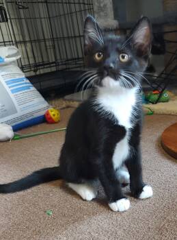 Tony Bennett -  Domestic Short Hair Cat for Adoption in Pasco, Washington - Tony Bennett | PetCurious