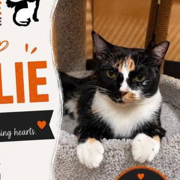 Calie -  Calico Cat for Adoption in Atlanta, Georgia - Calie | PetCurious