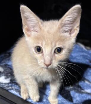 Garth -  Domestic Short Hair Cat for Adoption in Cumming, Georgia - Garth | PetCurious