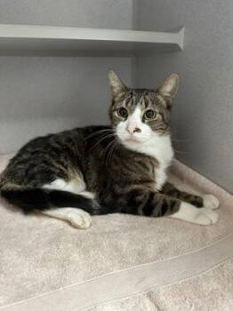 Rescue Tabby and Domestic Short Hair Cats for Adoption in Red Bluff, California - *Charlie | PetCurious