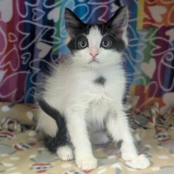 Dante -  Domestic Medium Hair Cat for Adoption - Dante | PetCurious