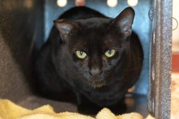 WHISKEY -  Domestic Short Hair Cat for Adoption in Colorado Springs, Colorado - WHISKEY | PetCurious