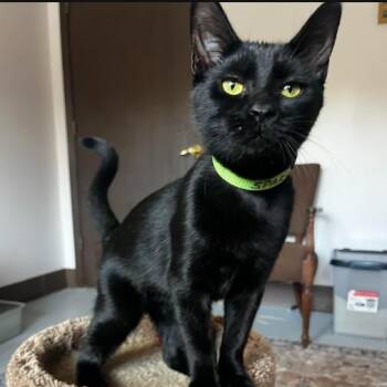 Sparrow -  Domestic Short Hair Cat for Adoption - Sparrow | PetCurious