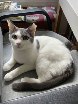Rescue Domestic Short Hair Cats for Adoption in Alexandria, Virginia - Carmen (in Foster) | PetCurious