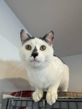 Rescue Domestic Short Hair Cats for Adoption in Hull, Massachusetts - Owlet | PetCurious