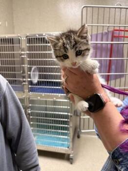 Domestic Short Hair Cats Available for Adoption in Memphis, Tennessee - Milo | PetCurious