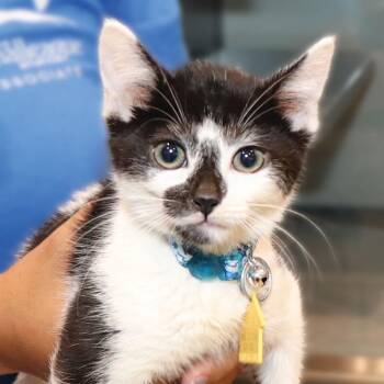 H213091 Baby Boo -  Domestic Short Hair Cat for Adoption in Port Washington, New York - H213091 Baby Boo | PetCurious