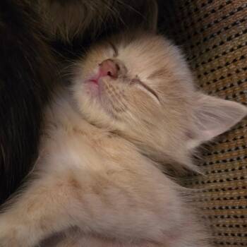Buttercup -  Domestic Short Hair Cat for Adoption - Buttercup | PetCurious