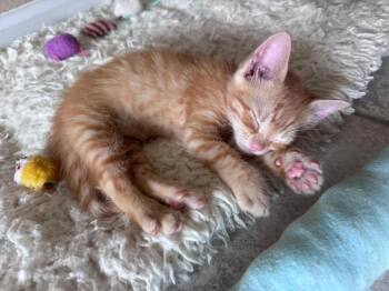 Flint -  Domestic Short Hair Cat for Adoption in Orlando, Florida - Flint | PetCurious