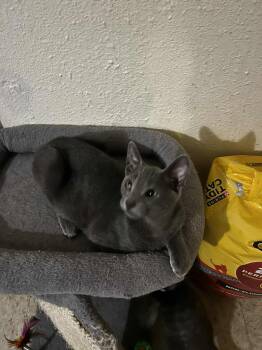 Domestic Short Hair Cats Available for Adoption - Asher | PetCurious