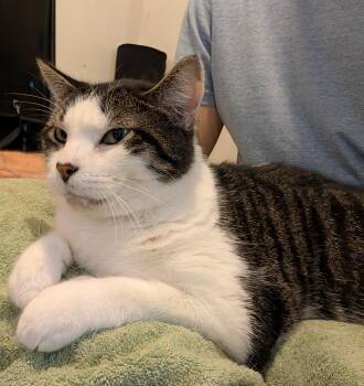 Rescue Domestic Short Hair Cats for Adoption in Norwalk, Connecticut - Hodges | PetCurious
