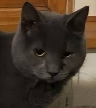 Domestic Short Hair Cats Available for Adoption in Dayton, Minnesota - Larry | PetCurious