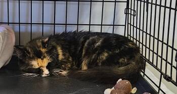 Rescue Domestic Medium Hair Cats for Adoption in Brockport, New York - Summer | PetCurious