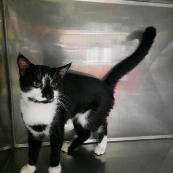 Domestic Short Hair Cats Available for Adoption in Jim Thorpe, Pennsylvania - Sky | PetCurious