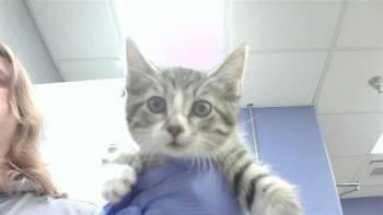 AUNTIE WHISPERS -  Domestic Short Hair Cat for Adoption in Omaha, Nebraska - AUNTIE WHISPERS | PetCurious
