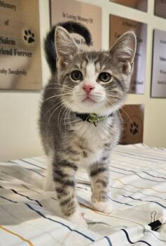 Eowyn -  Domestic Short Hair Cat for Adoption in Fremont, Ohio - Eowyn | PetCurious