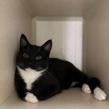 Domestic Short Hair Cats Available for Adoption - Maya | PetCurious