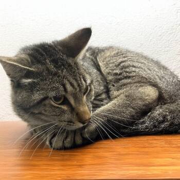 Clyde -  Domestic Short Hair Cat for Adoption in Austin, Texas - Clyde | PetCurious
