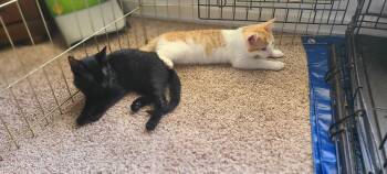 Beans -  Domestic Short Hair Cat for Adoption in Diamond Springs, California - Beans | PetCurious