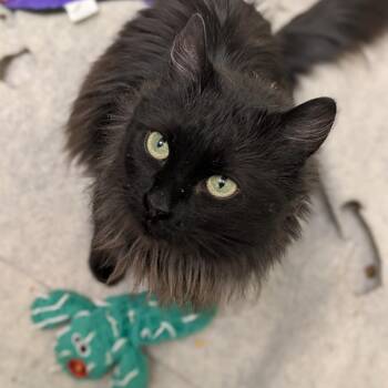 Domestic Medium Hair Cats Available for Adoption - Jackie | PetCurious