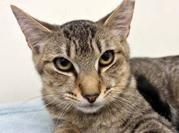 Hotdog -  Tabby and Domestic Short Hair Cat for Adoption in Republic, Washington - Hotdog | PetCurious