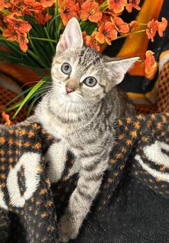Domestic Short Hair Cats Available for Adoption in Stillwater, Oklahoma - 2/26/26 Catherine | PetCurious