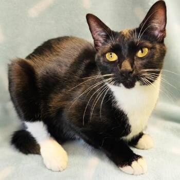 Mama Prism -  Domestic Short Hair Cat for Adoption in Mt. Juliet, Tennessee - Mama Prism | PetCurious