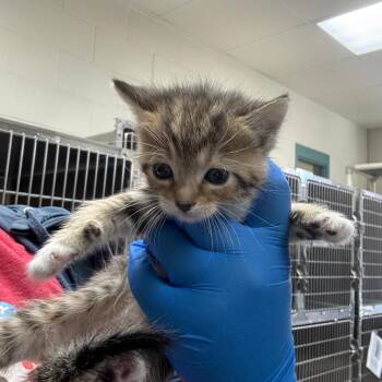 Pippa Mann -  Domestic Short Hair Cat for Adoption in Indianapolis, Indiana - Pippa Mann | PetCurious