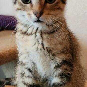 Anthony -  Tabby and Domestic Short Hair Cat for Adoption in Gilbert, Arizona - Anthony | PetCurious