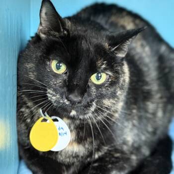 Rescue Domestic Short Hair Cats for Adoption in Tucson, Arizona - Cressida | PetCurious