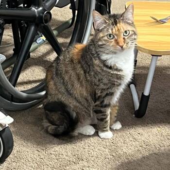 Milo - cute declawed girl -  Domestic Short Hair Cat Available for Adoption in Carmel, Indiana - Milo - Cute Declawed Girl | PetCurious