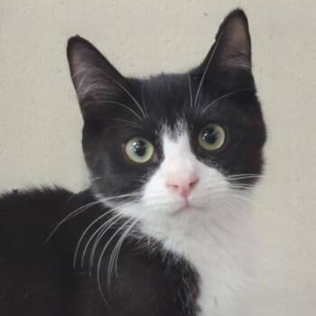 JB -  Domestic Short Hair Cat for Adoption in Ashland, Virginia - JB | PetCurious