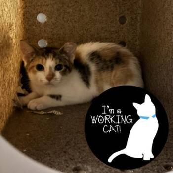 Sabrina -  Domestic Short Hair Cat for Adoption in Janesville, Wisconsin - Sabrina | PetCurious
